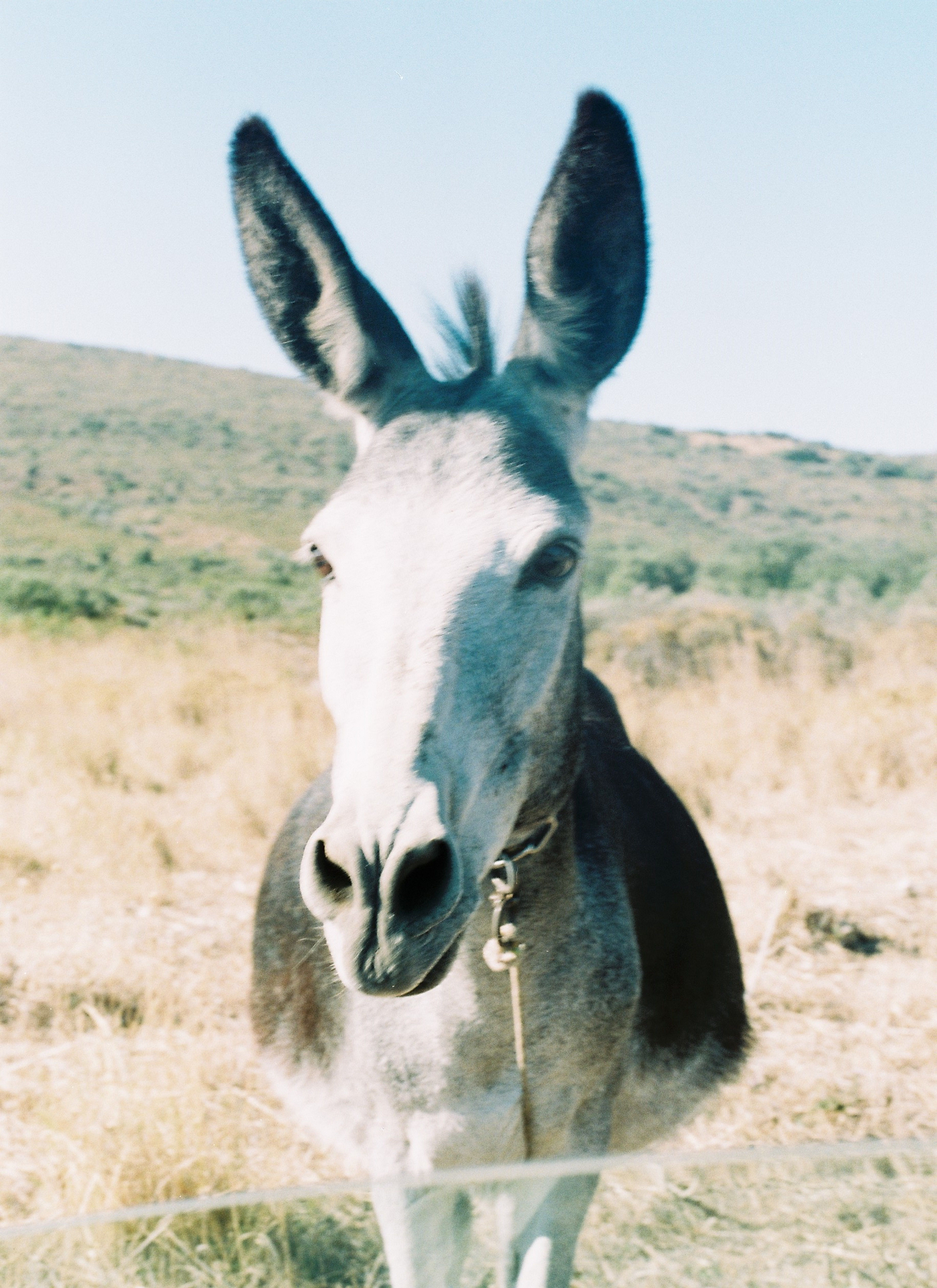 Burros & Artes Workshop